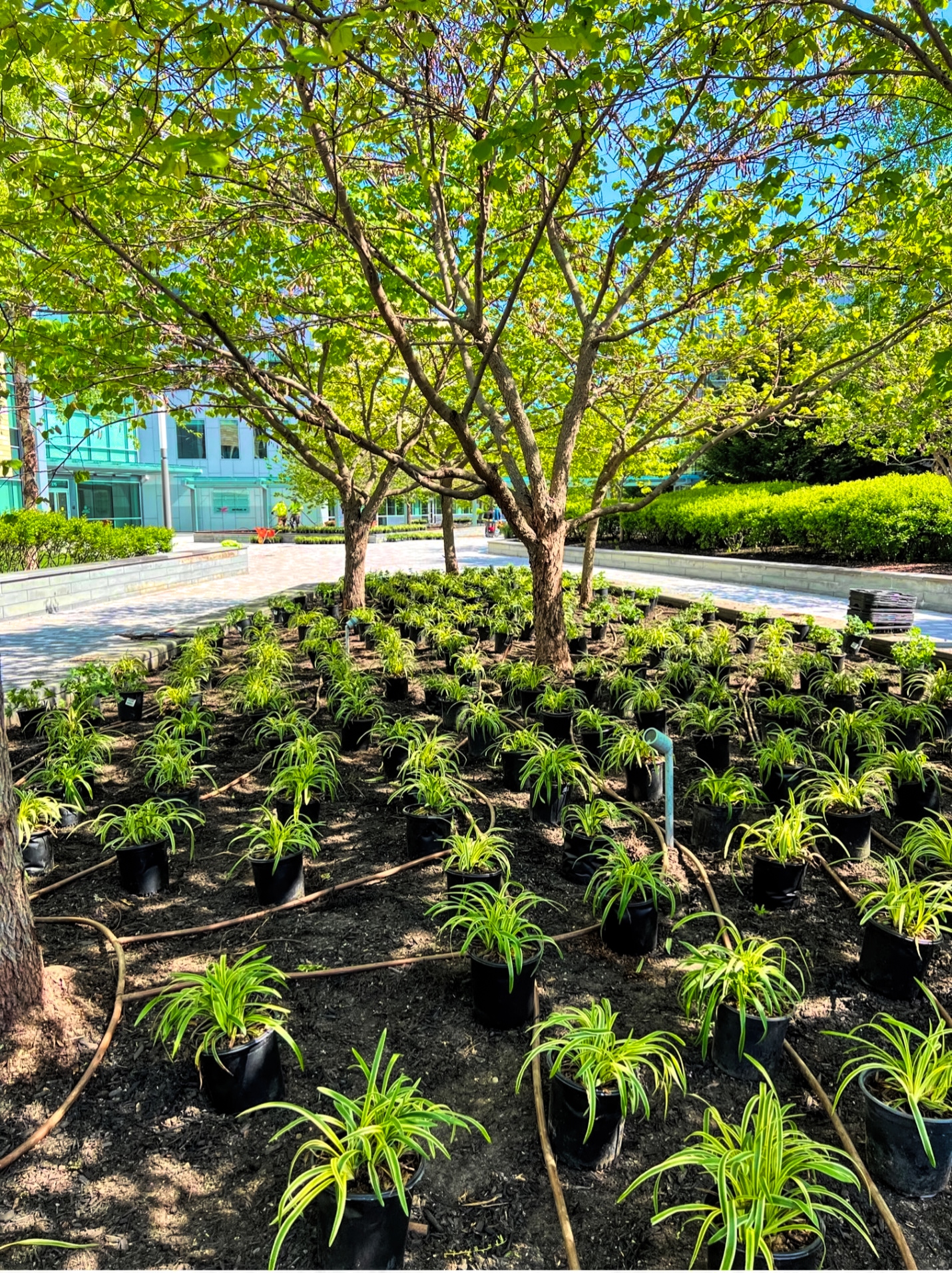 Landscape Maintenance - Waverly Landscape Services - Belmont, MA