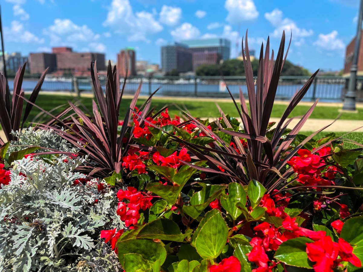 Landscape Maintenance - Waverly Landscape Services - Belmont, MA